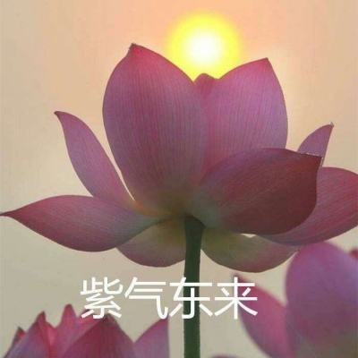 打狗棒法手游官方(暂未上线)v1.1 安卓正版